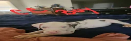 Great Dane dogs for sale: Great Dane 3 - Ad 1