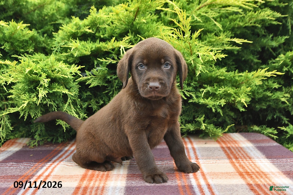 Labrador Retriever dogs Kipper - Ad 1
