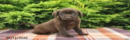 Labrador Retriever dogs for sale: Kipper - Ad 3