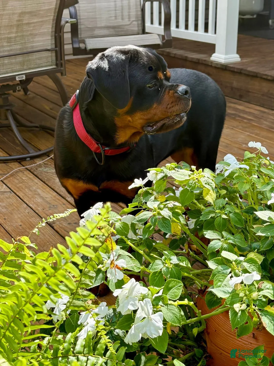 Rottweiler dogs for sale: Rottweiler Puppy 1 - Ad 1