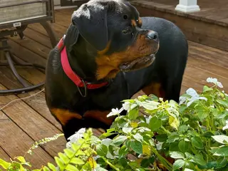 Rottweiler dogs Rottweiler Puppy 1 - Ad 41