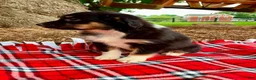 Miniature Australian Shepherd dogs for sale: Addy - Ad 3