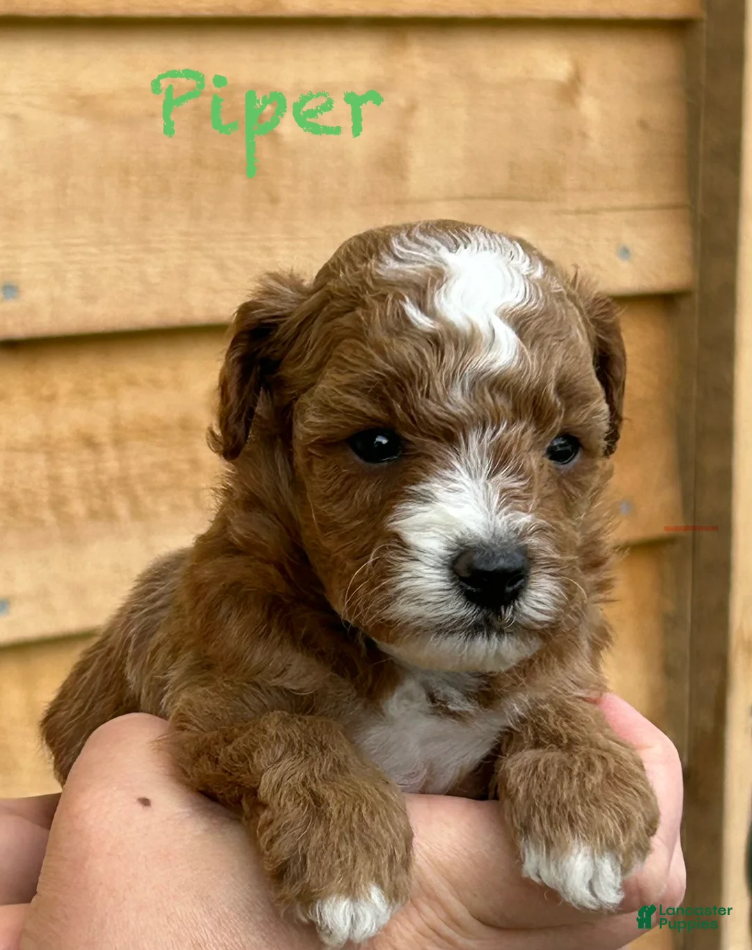 Toy Poodle dogs for sale: Piper - Ad 1
