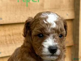 Toy Poodle dogs Piper - Ad 21