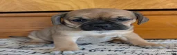 Puggle dogs for sale: Kati - Ad 12
