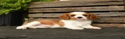 Cavalier King Charles Spaniel dogs for sale: Sporty - Ad 4