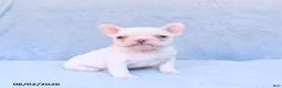 French Bulldog dogs for sale: Marbel - Ad 3