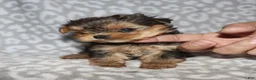 Yorkshire Terrier dogs for sale: Sondra - Ad 5