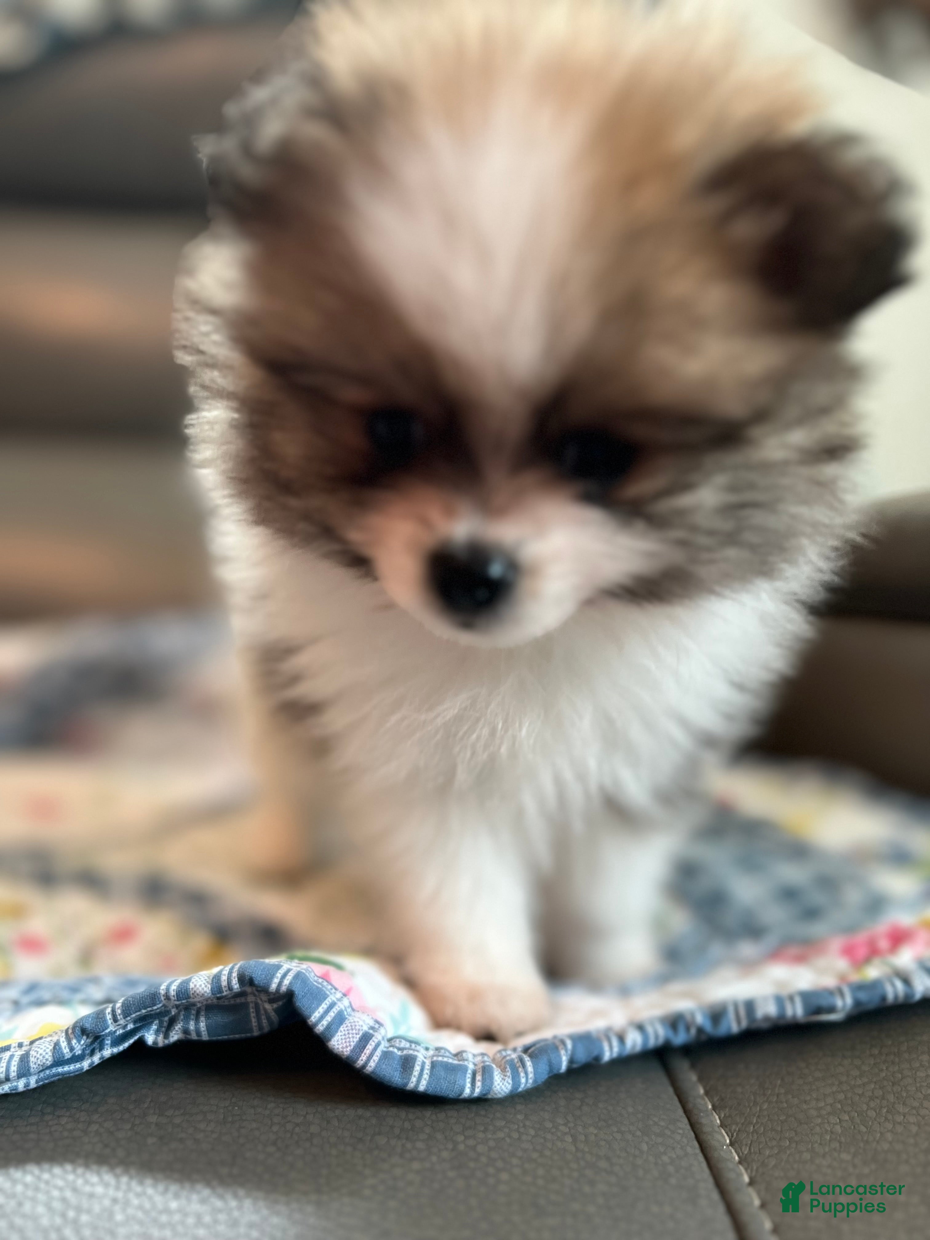 Pomeranian dogs Leo - Ad 2