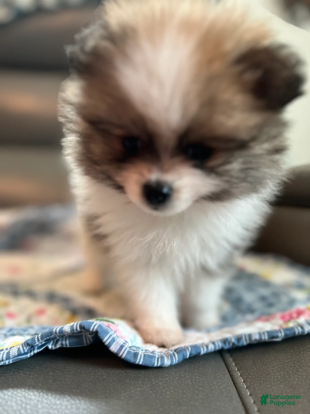 Pomeranian dogs for sale: Leo - Ad 2