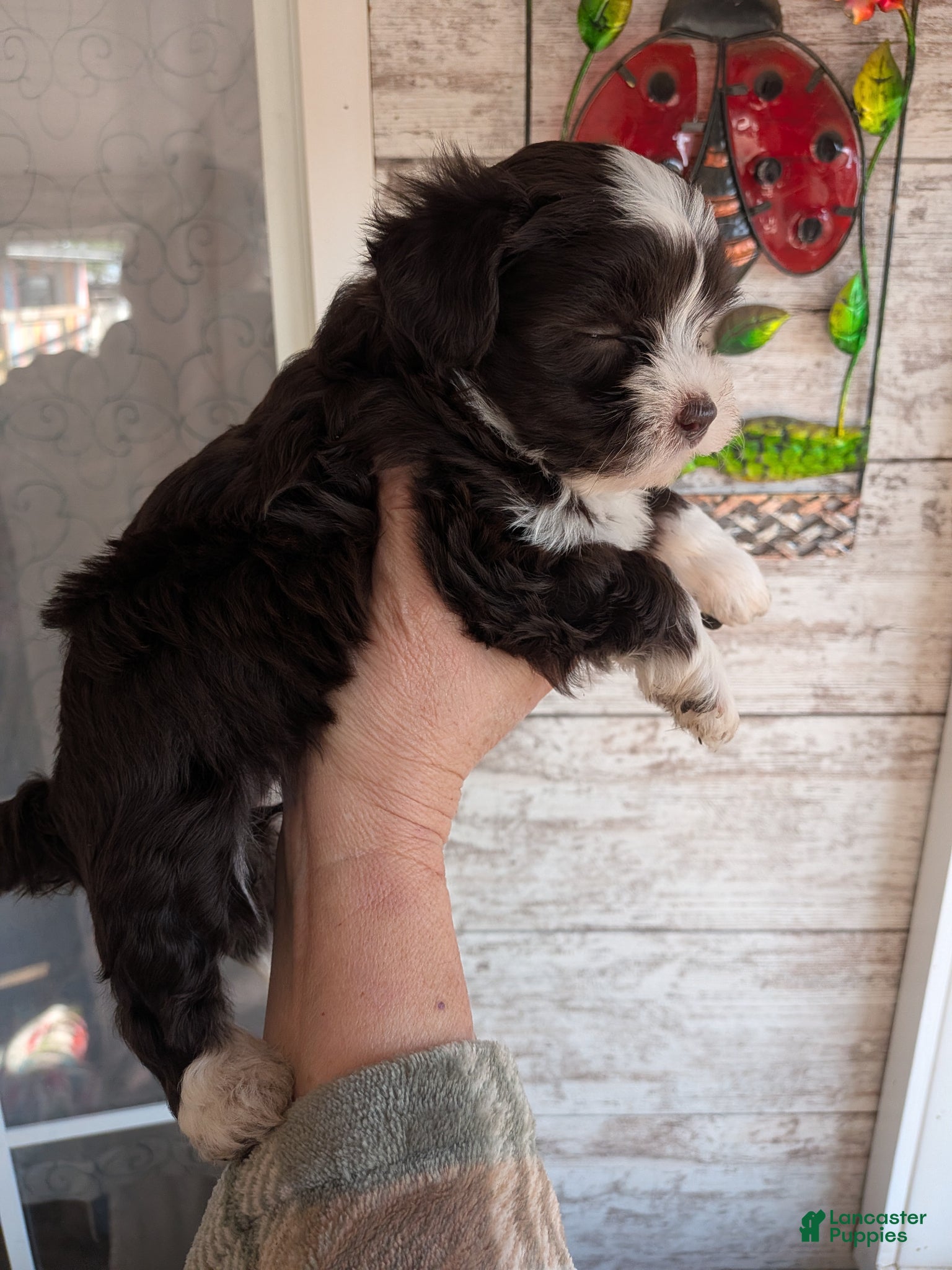 Mixed Breed dogs Mixed Breed Puppy 5 - Ad 18