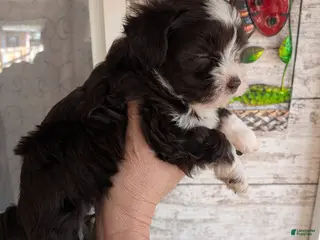 Mixed Breed dogs Mixed Breed Puppy 5 - Ad 24