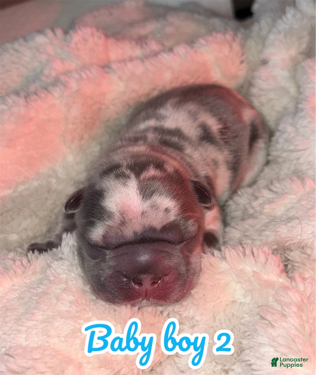 French Bulldog dogs for sale: French Bulldog Puppy 2 - Ad 2