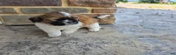 Shih Tzu dogs for sale: Andy - Ad 2