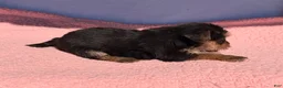 Yorkshire Terrier dogs for sale: Yorkshire Terrier 1 - Ad 4