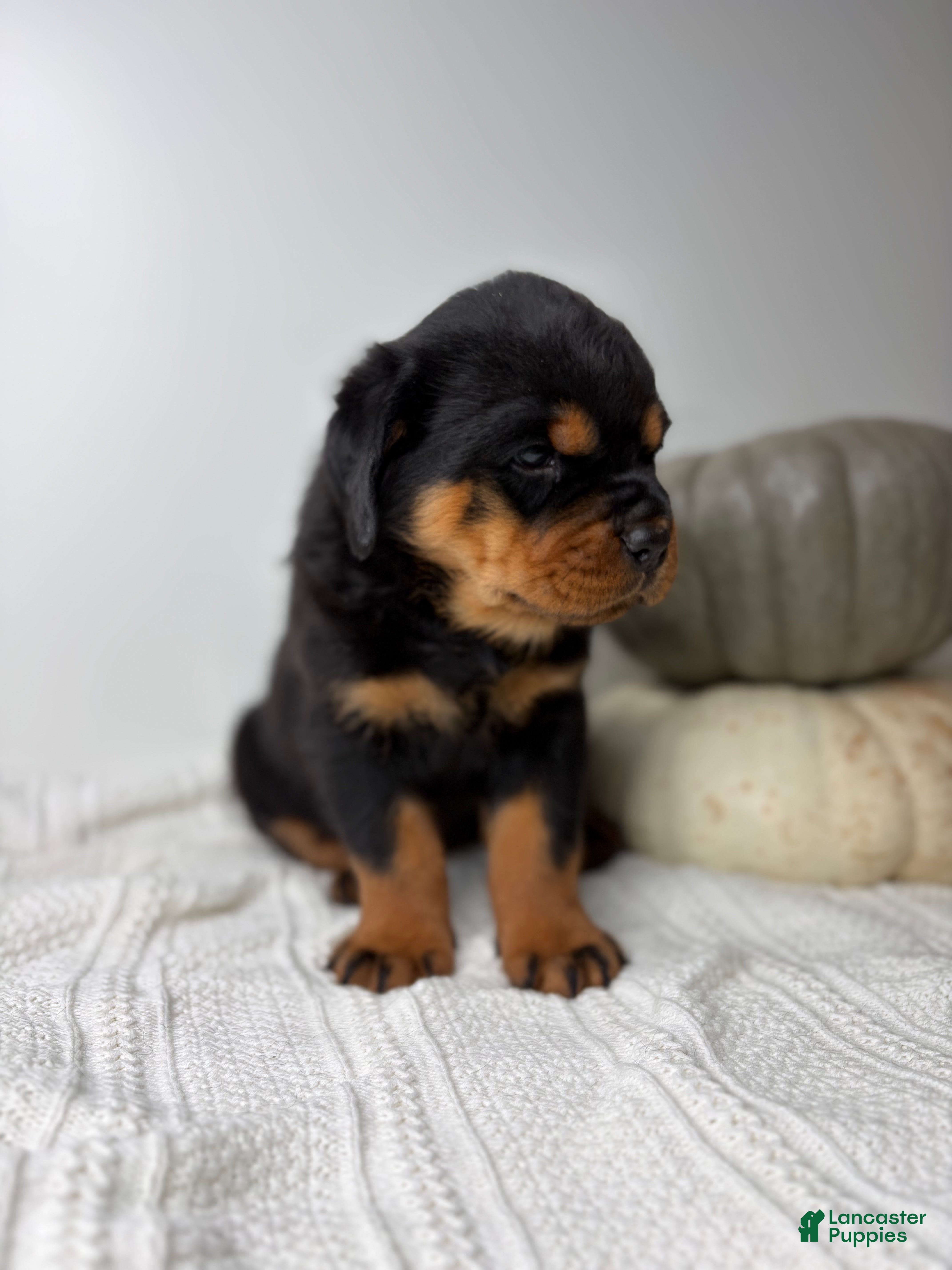 Rottweiler dogs for sale: Adell - Ad 2