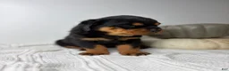 Rottweiler dogs for sale: Rottweiler 3 - Ad 14