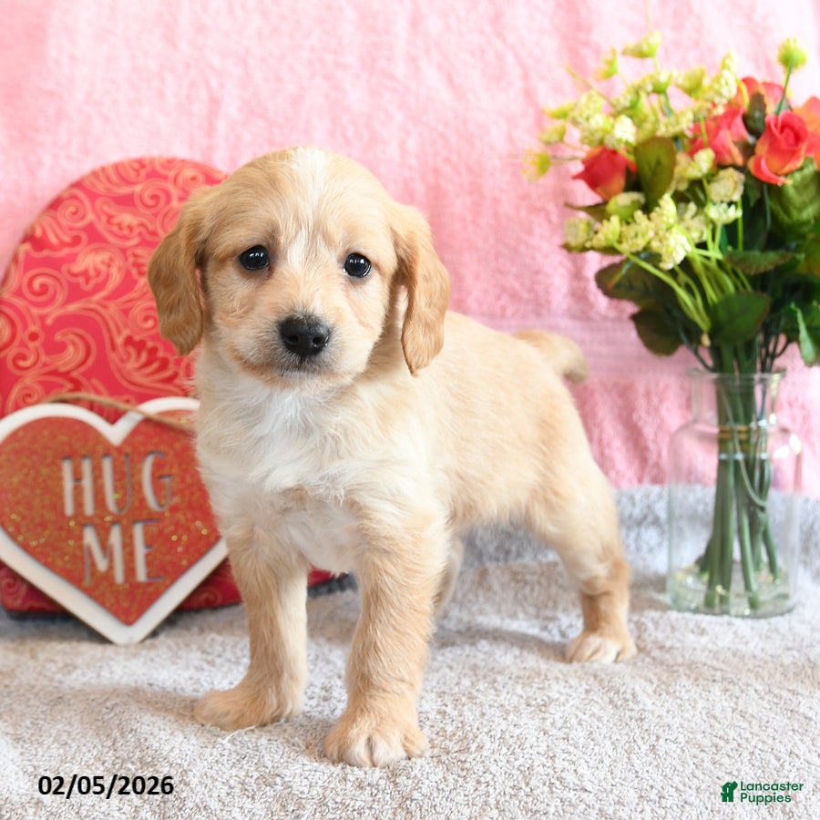 Mixed Breed dogs Waffles - Ad 2