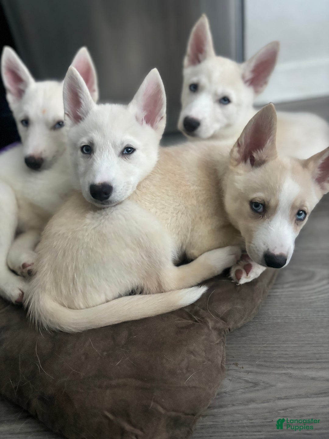 Pomsky dogs for sale: Biscuits  - Ad 7
