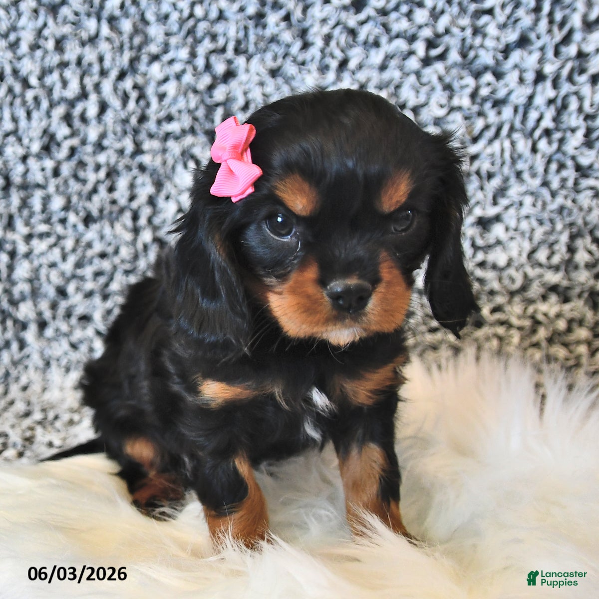 Cavalier King Charles Spaniel dogs for sale: Fern - Ad 3