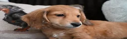 Dachshund dogs for sale: Dachshund Puppy 2 - Ad 1