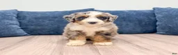 Mini Bernedoodle dogs for sale: Luna - Ad 7