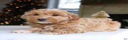 Mini Goldendoodle dogs for sale: Daisy  - Ad 4