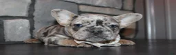 French Bulldog dogs for sale: AKC Zoe - Ad 15