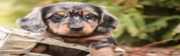 Miniature Dachshund dogs for sale: Pongo - Ad 3