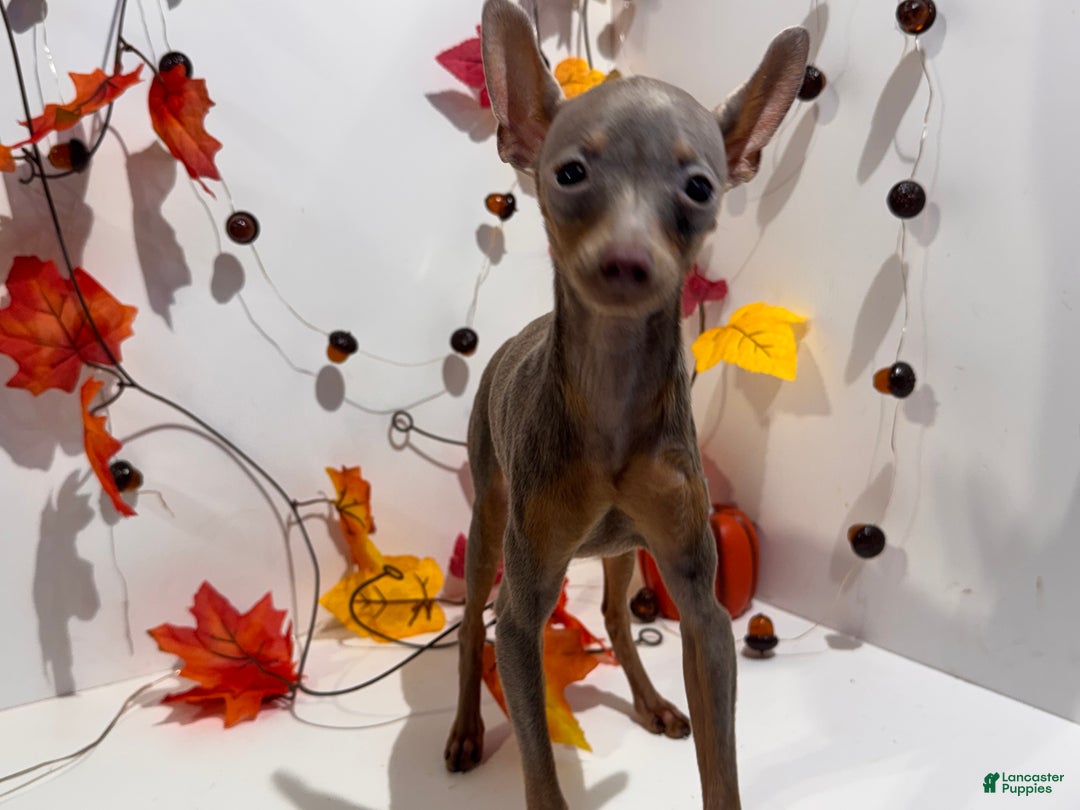 Miniature Pinscher dogs for sale: Whisper - Ad 3