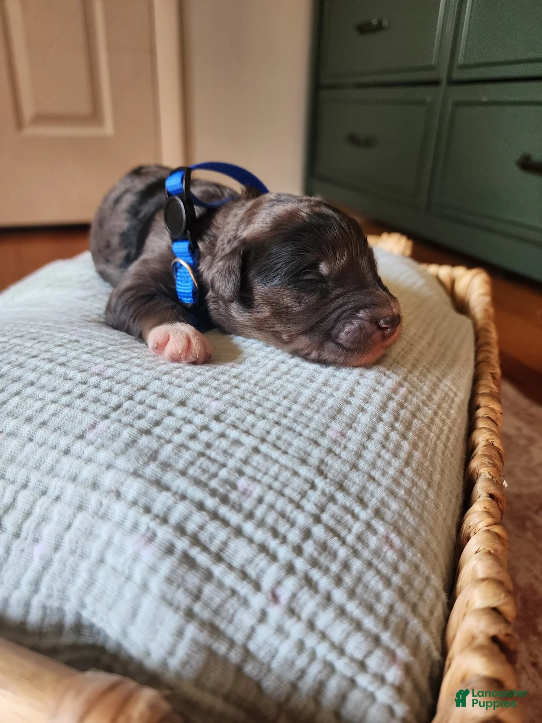 Mixed Breed dogs for sale: Comet - Ad 2