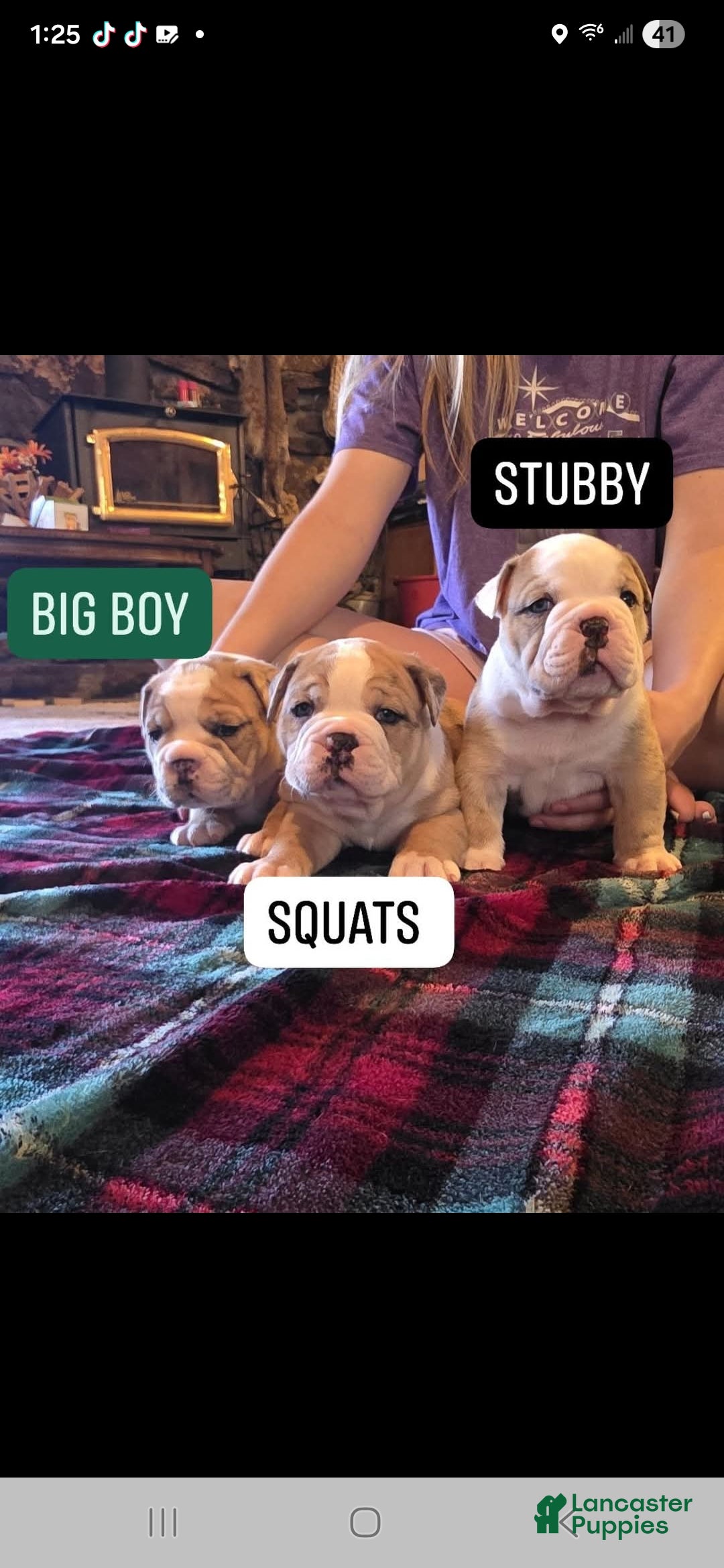 Mixed Breed dogs for sale: OLDE ENGLISH BULLDOG  - Ad 2
