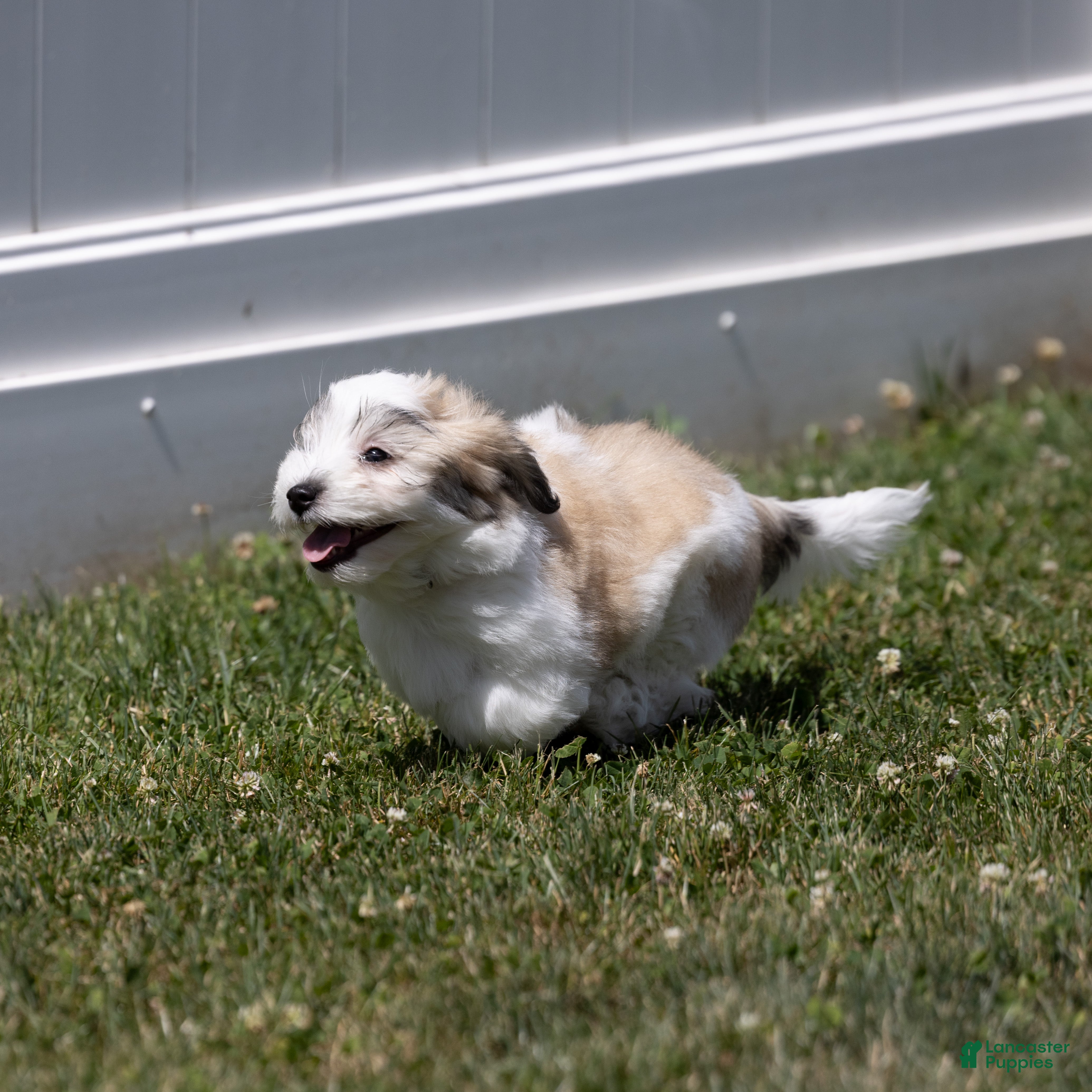 Coton De Tulear dogs Jasmine - Ad 2