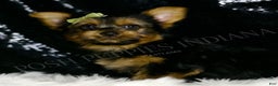 Yorkshire Terrier dogs for sale: Woody - Ad 4