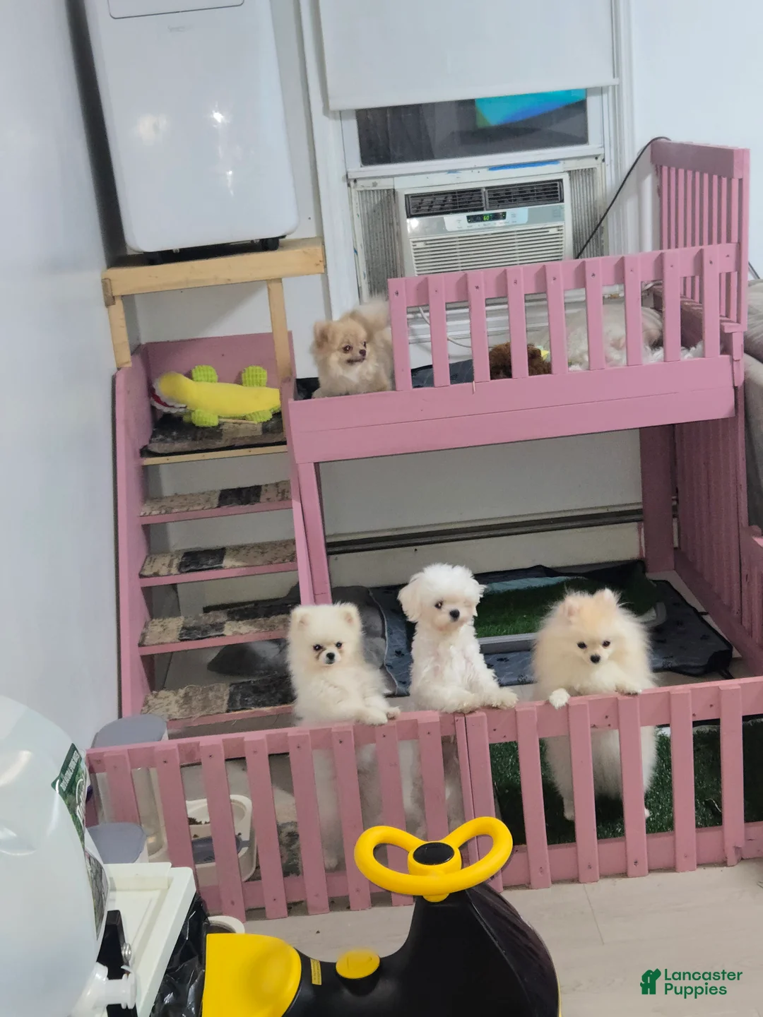 Pomeranian dogs for sale: FIONA - Ad 6