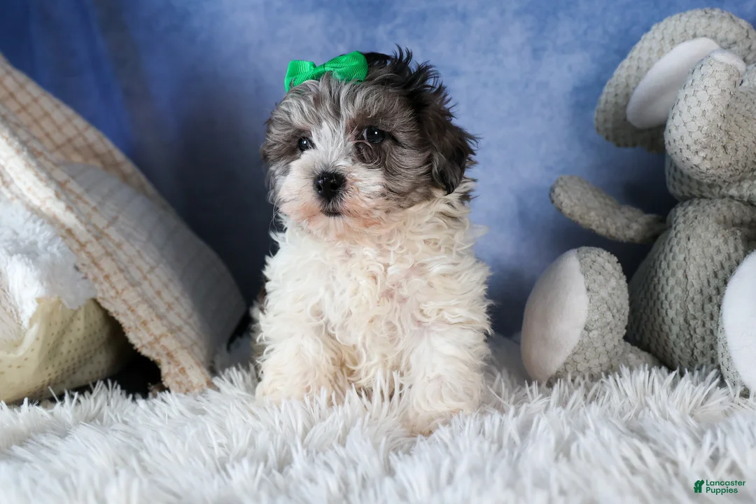 Havapoo dogs for sale: EDDIE - Ad 10