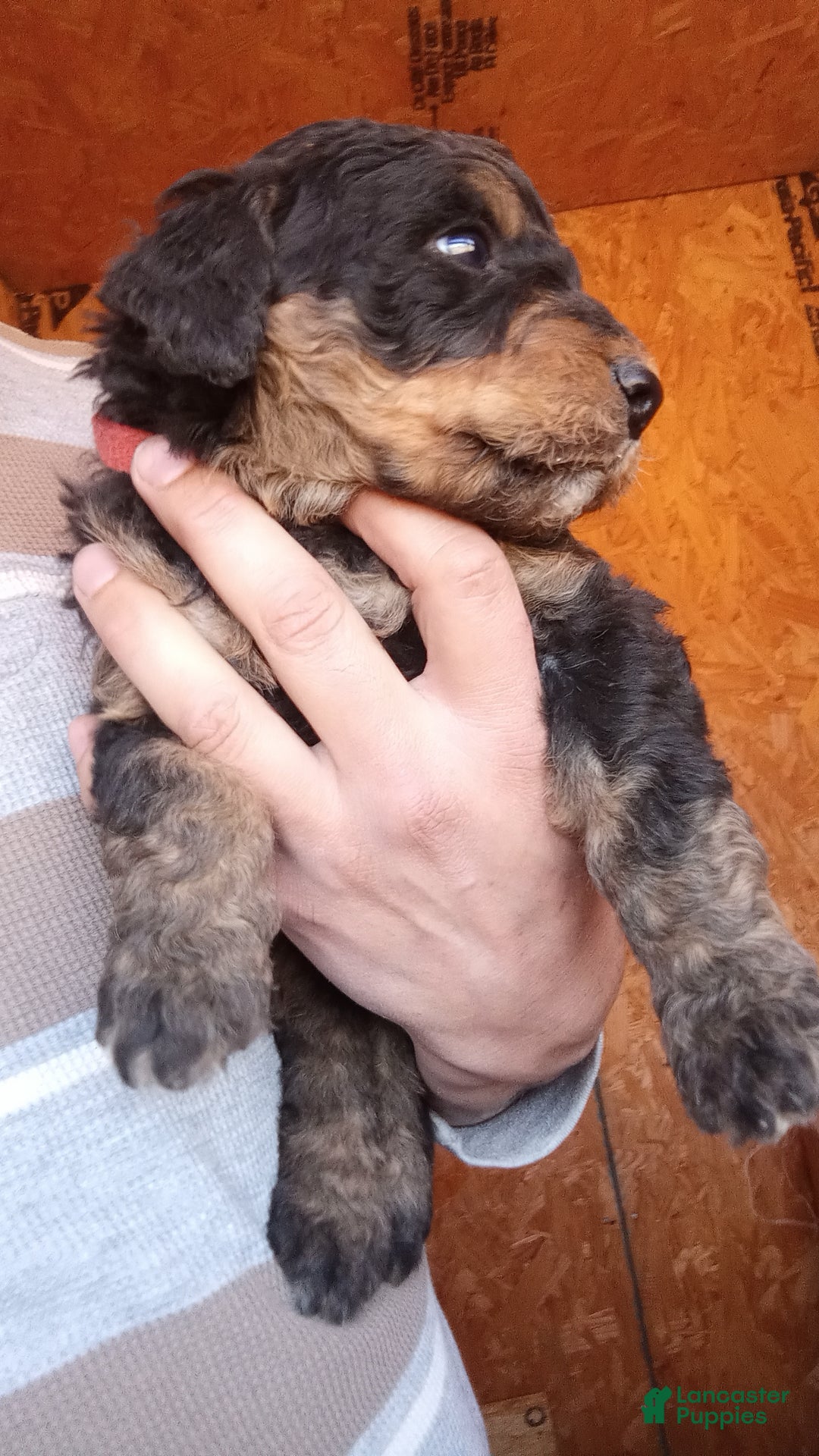 Bernedoodle dogs for sale: Bernedoodle Bella - Ad 8