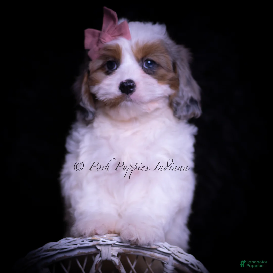 Cavapoo dogs for sale: Rainbow Dash - Ad 1