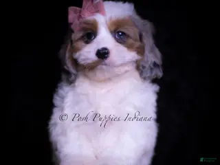 Cavapoo dogs Rainbow Dash - Ad 40