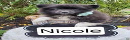 Pomeranian dogs for sale: Nicole - Ad 5