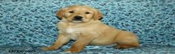 Golden Retriever dogs for sale: Hope - Ad 1
