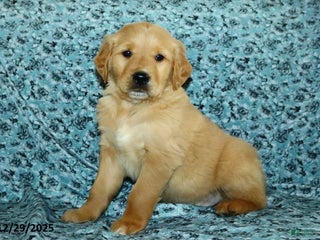 Golden Retriever dogs Hope - Ad 25
