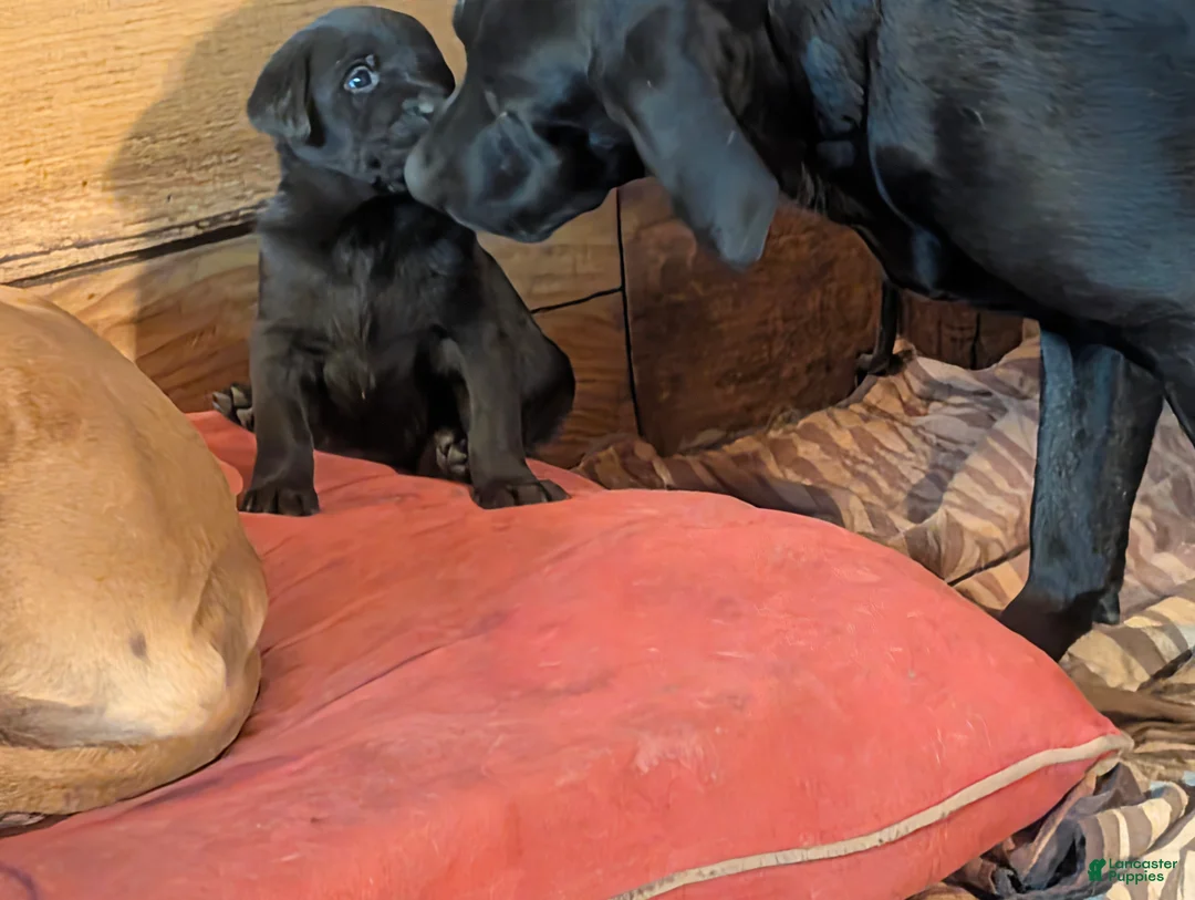 Labrador Retriever dogs for sale: Labrador Retriever Puppy 9 - Ad 2