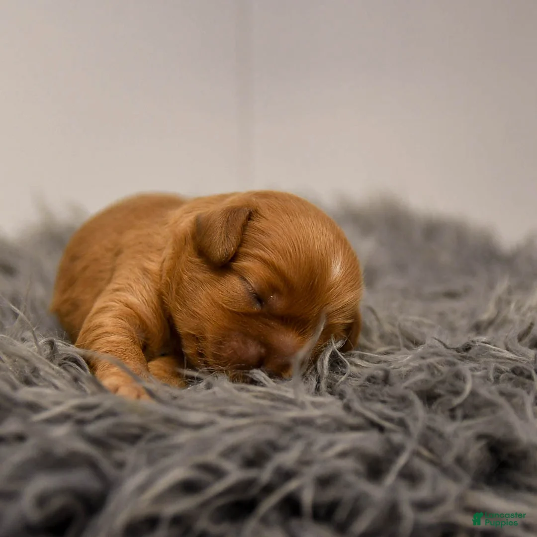 Cavapoo dogs for sale: Maple   - Ad 13