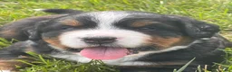 Bernese Mountain Dog dogs for sale: Auggie - Ad 5