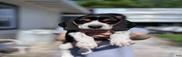 Beagle dogs for sale: Cooper 🧡 - Ad 9
