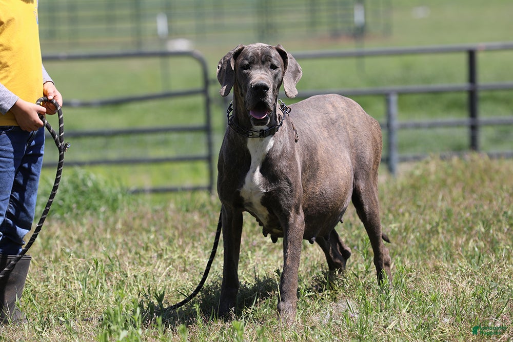 Great Dane dogs Dora - Blue Euro Great Dane Girl - Ad 2
