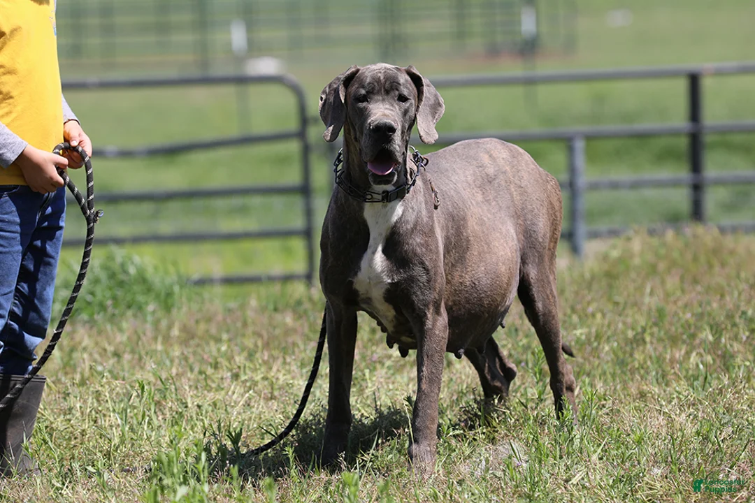 Great Dane dogs for sale: Dora - Blue Euro Great Dane Girl - Ad 2
