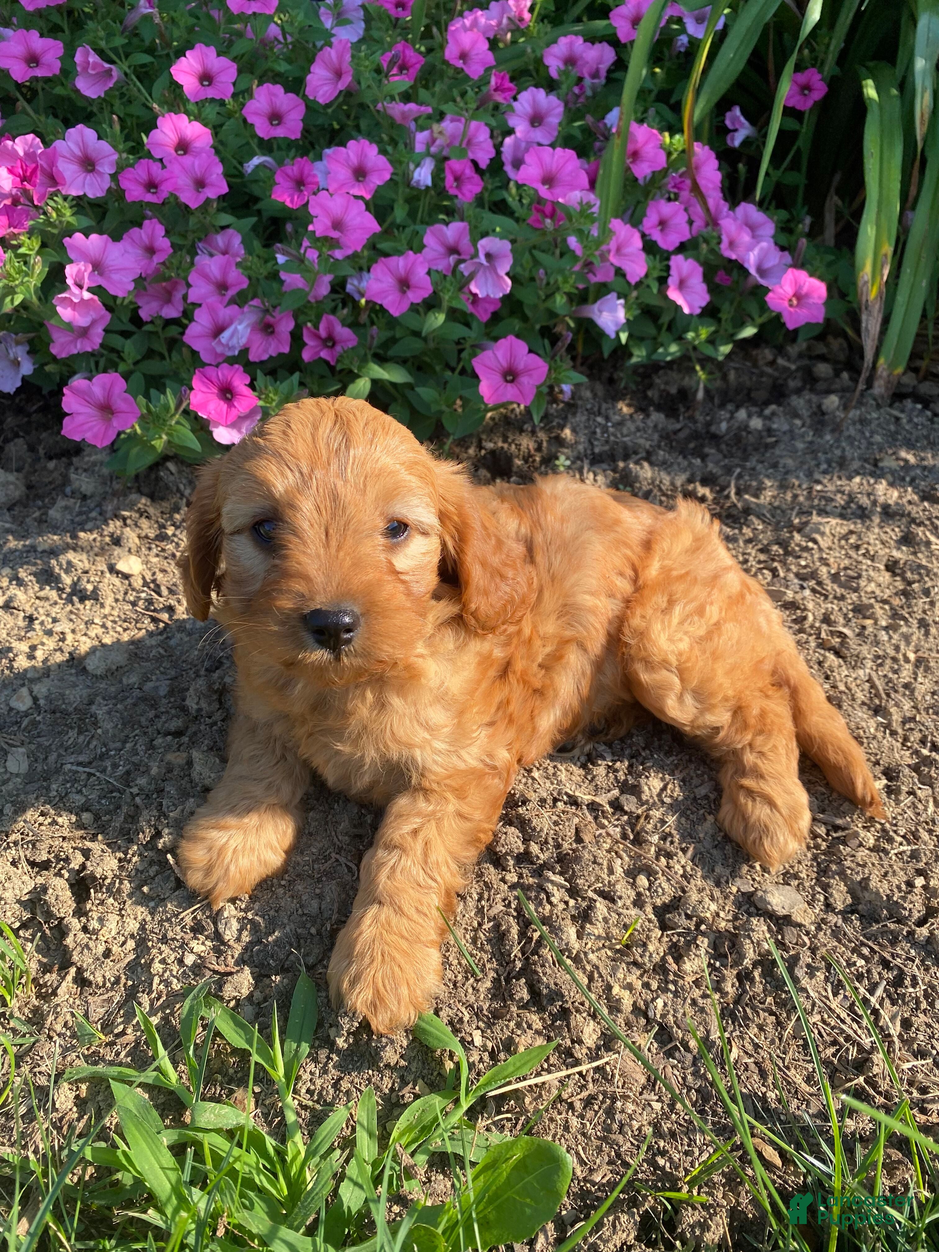 Cavapoo dogs Harper - Ad 2