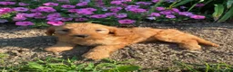 Cavapoo dogs for sale: Harper - Ad 2